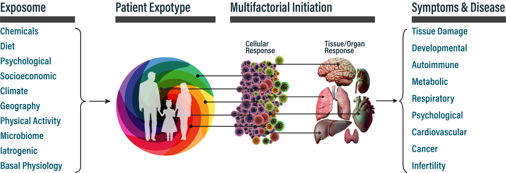 Components of the exposome combine to form an individual's, (man, woman, or child) expotype.  The exposome/expotype leads to cellular and tissue damage, which ultimately produces chronic diseases.